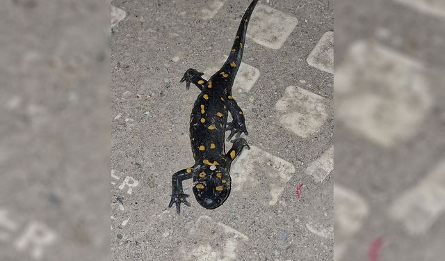 Malatya şehir merkezinde ateş semenderi görüldü