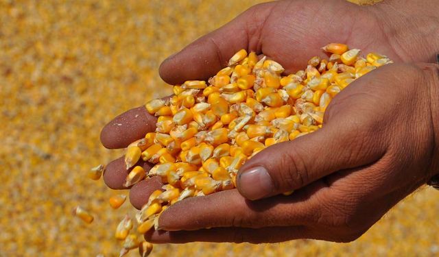 Mısır ithalatında 1 milyon tonluk tarife kontenjanı açıldı​