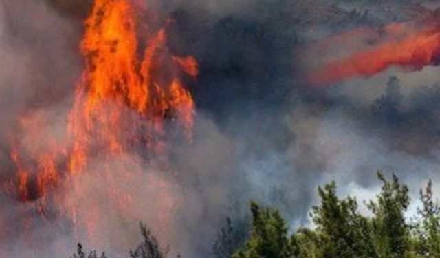 Muğla'da orman yangını