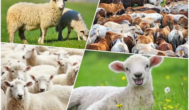 Şanlıurfa 2025 kurban kesim alanları açıklandı