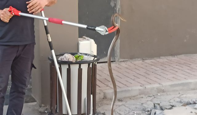 Şanlıurfa’da bodrum katında yakalanan yılan doğaya bırakıldı