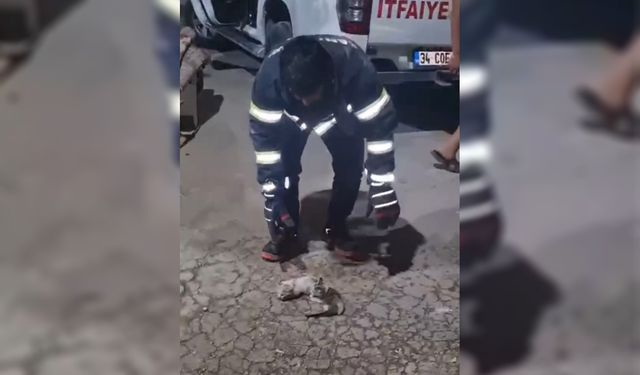 Şanlıurfa'da havalandırma boşluğuna düşen üç yavru kedi kurtarıldı