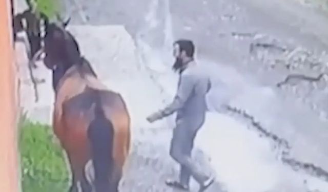 Satılan at, 10 km kat edip İnguşetya'da Müslüman sahibine geri döndü