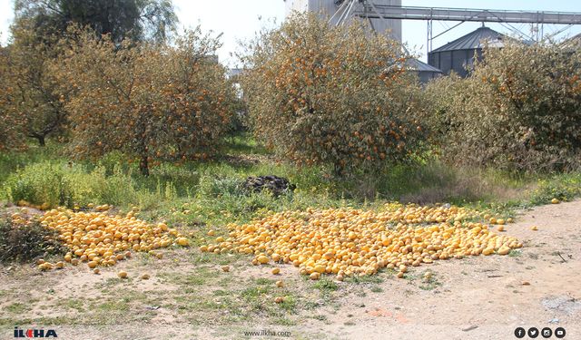 Tarımda çifte tehlike: Don ve hatalı ilaçlama