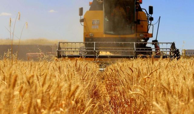 TMO, buğday ve arpa alımlarını başlatıyor