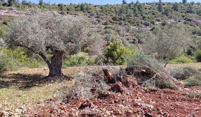 Yahudi çeteler Ramallah'ta tarım arazilerine saldırdı