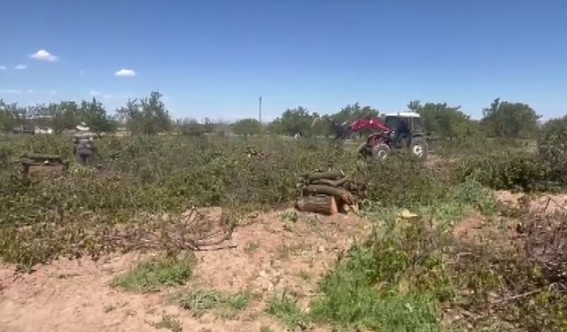 Zirai dondan etkilenen kayısı ağaçları odun fiyatına satılıyor  