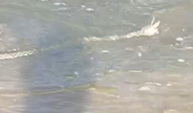 Ağrı'da çift boynuzlu yılan görüldü