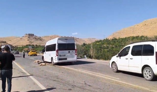 Minibüs koyun sürüsüne çarptı: 13 küçükbaş hayvan telef oldu